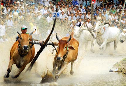 Hội đua bò Bảy Núi, An Giang trở thành di sản văn hóa phi vật thể cấp quốc gia.